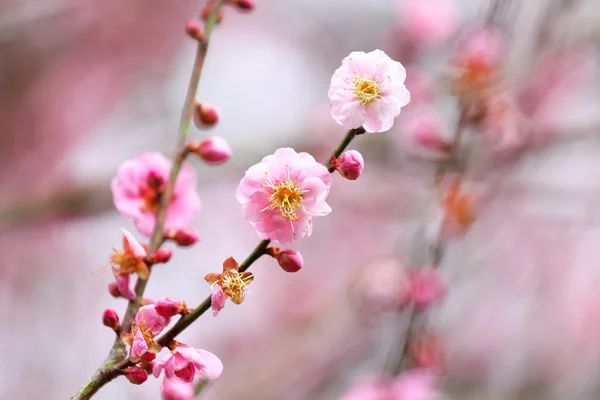 Flowers of cherry blossoms on spring day — Stock Photo, Image