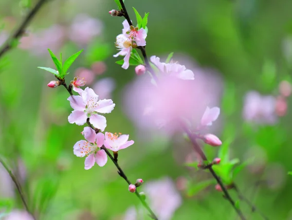 Bloemen van kersenbloesems op lentedag — Stockfoto