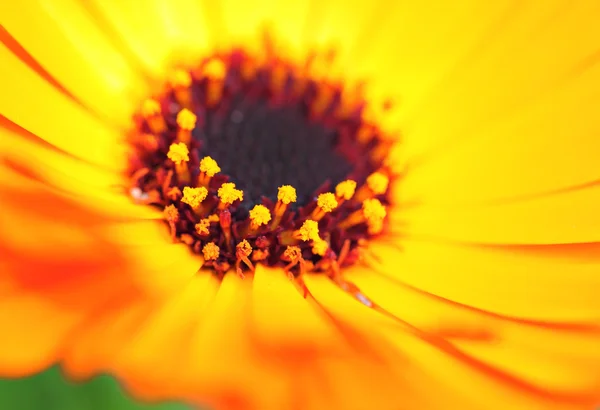 Flor cor de laranja de perto — Fotografia de Stock