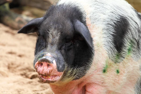 Смішні свиня — стокове фото