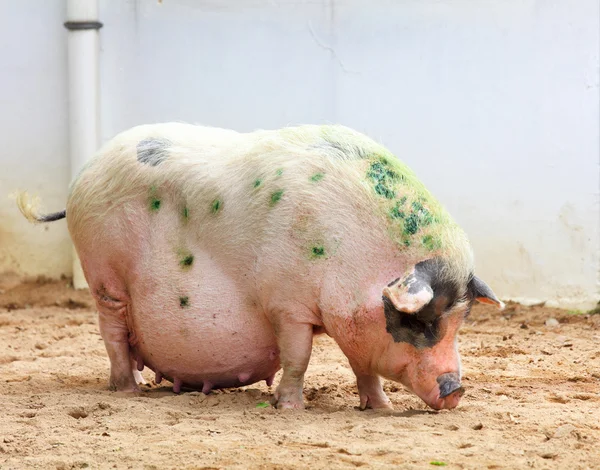 Drôle de porc — Photo