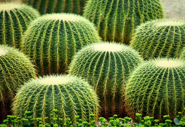 Gouden bal cactus — Stockfoto