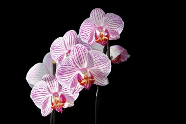 The orchid is the queen of flowers clipart