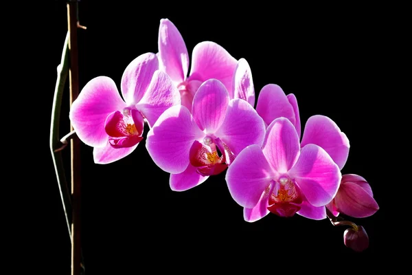 The orchid is the queen of flowers — Stock Photo, Image