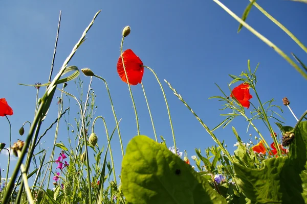 Field with flowers from the perspective of a mouse — Stock Photo, Image