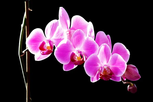 stock image The orchid is the queen of flowers