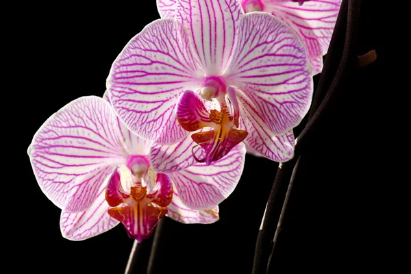 Orchidea jest królową kwiatów — Zdjęcie stockowe