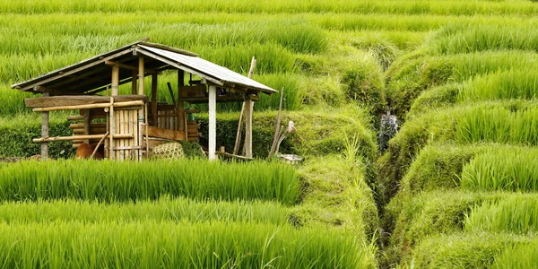 Bali, gestão da água no campo de arroz — Fotografia de Stock