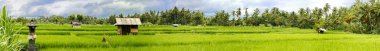 Rice fields clipart