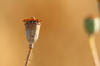 sonbahar kahverengi renklerde haşhaş kapsülü