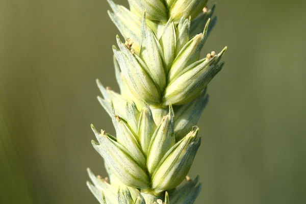 The Wheat — Stock Photo, Image
