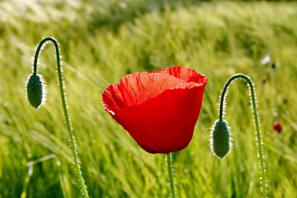 Poppy in the barley field — Stock Photo, Image