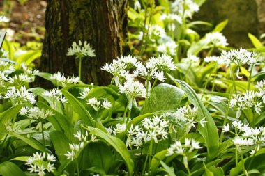 Wild Garlic clipart