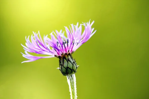 Bergflockenblume — 스톡 사진