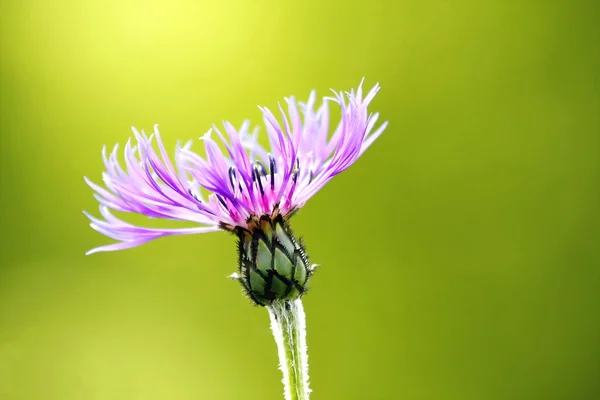 stock image Bergflockenblume