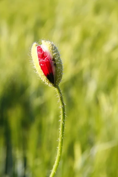 stock image Mohnblume