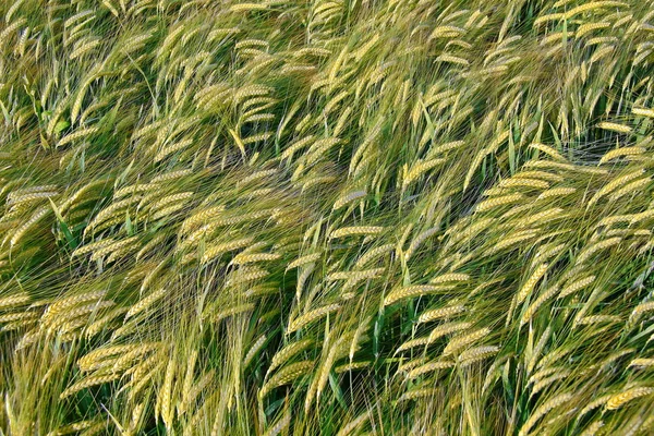 stock image Barley