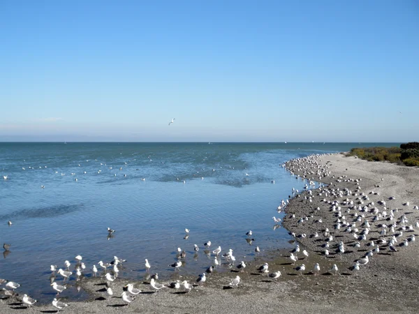 Западные чайки отдыхают на пляже — стоковое фото