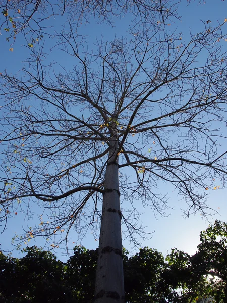 Grande árvore que as folhas caíram — Fotografia de Stock