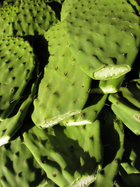 Feuilles de cactus à vendre au marché — Photo