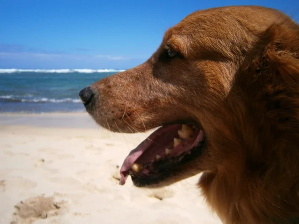 Golden Retriever Dog Head na praia — Fotografia de Stock