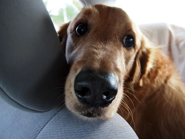 Golden Retriever descansar cabeça no assento do carro — Fotografia de Stock