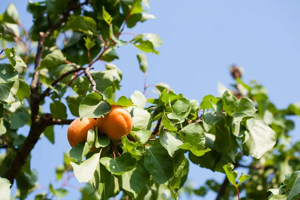 stock image Apricot