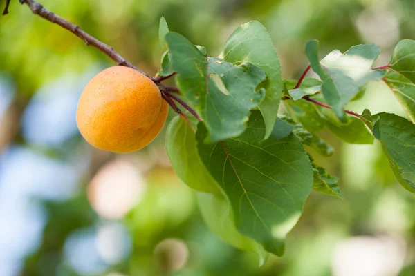 Stock image Apricot