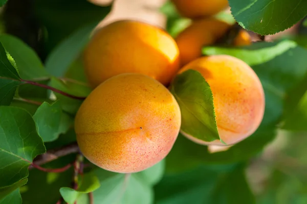 Apricot Stock Image