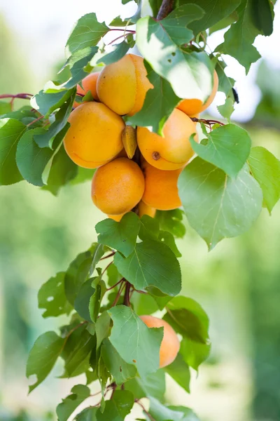 Apricot Stock Picture