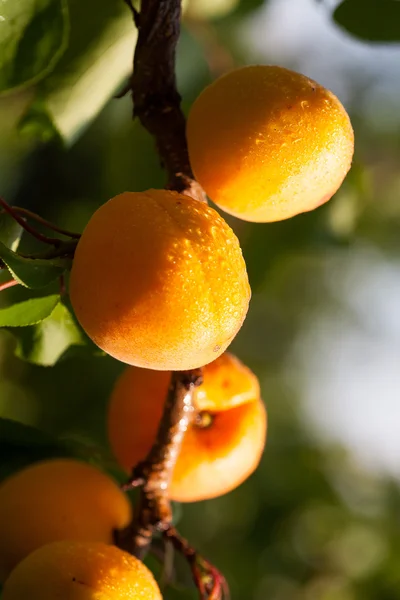 Apricot Royalty Free Stock Images