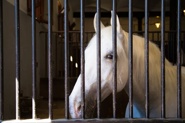 stock image Horse