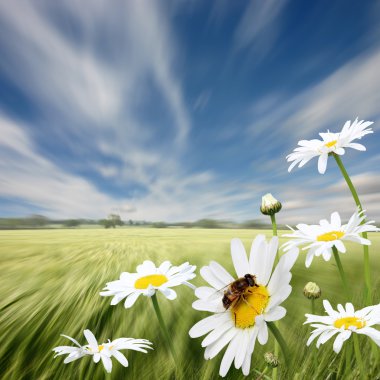 Oxeye Daisies clipart