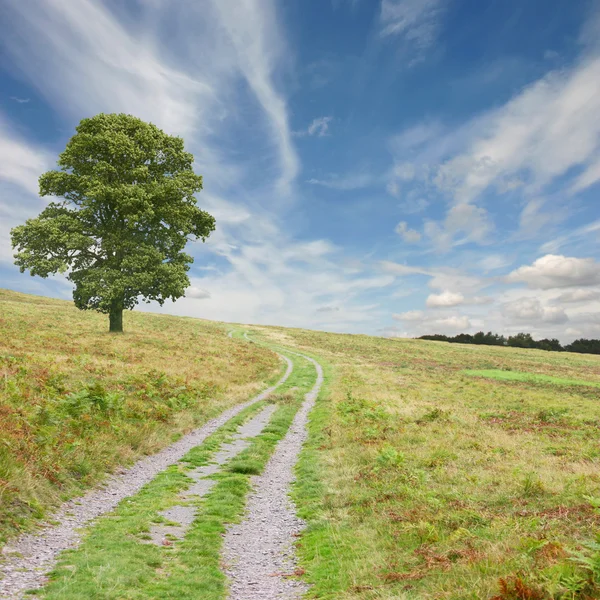 Path with Tree — Stock Photo, Image