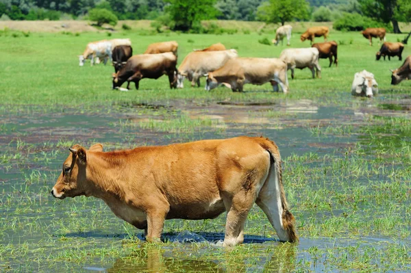 Kuh im Wasser — Stockfoto