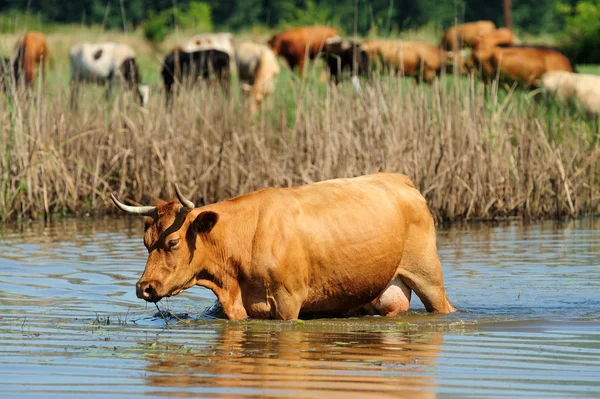 Vaca en el agua —  Fotos de Stock