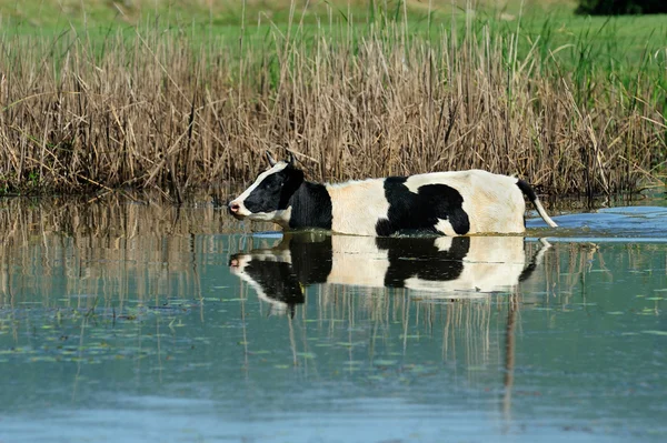 Krowa w wodzie — Zdjęcie stockowe