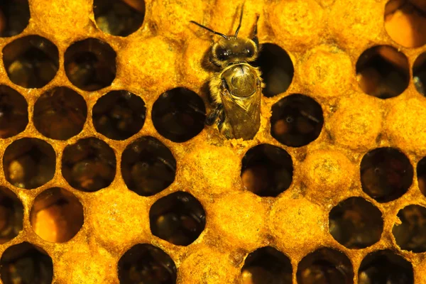 La abeja va — Foto de Stock