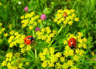 Ladybugs on hemlock or omega clipart