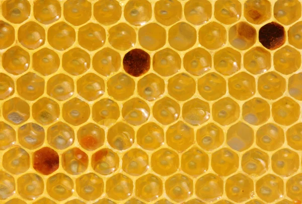 Favo de mel com néctar e pólen — Fotografia de Stock