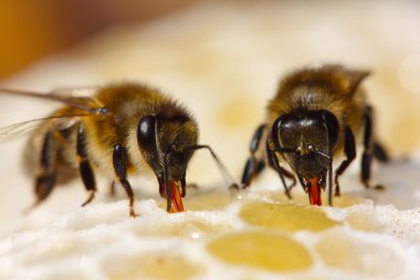 The process of converting nectar to honey clipart