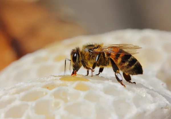 Bee op het werk — Stockfoto