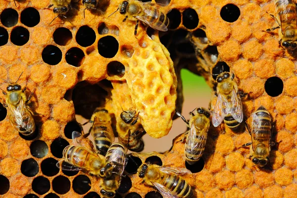 stock image Life and reproduction of bees