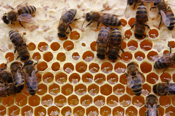 Bienen arbeiten im Bienenstock — Stockfoto