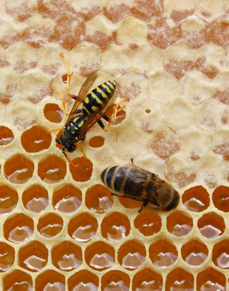 Ladrão de vespas — Fotografia de Stock
