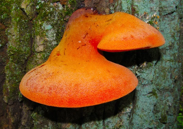 Champiñón un hongo yesca — Foto de Stock