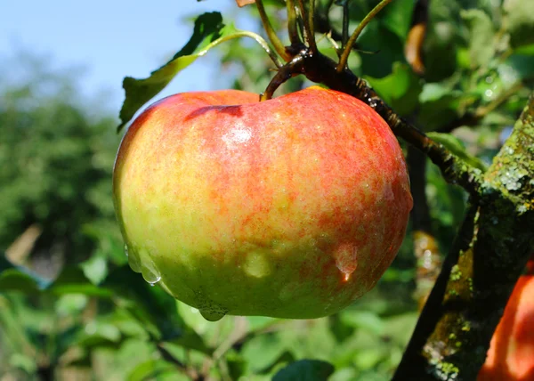 Apple after the rain — Stock Photo, Image