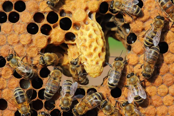 인생과 꿀벌의 재생산 스톡 사진