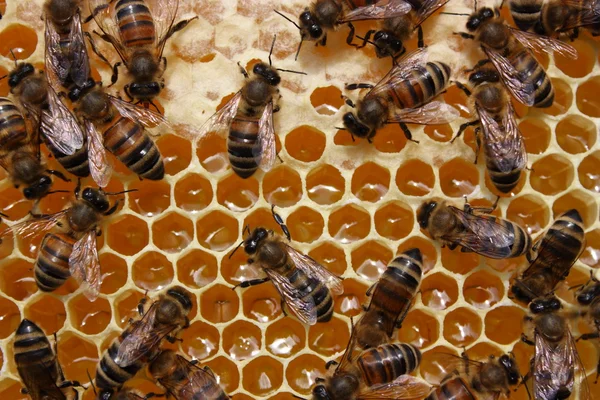 꿀 생산을 위한 기술 스톡 사진