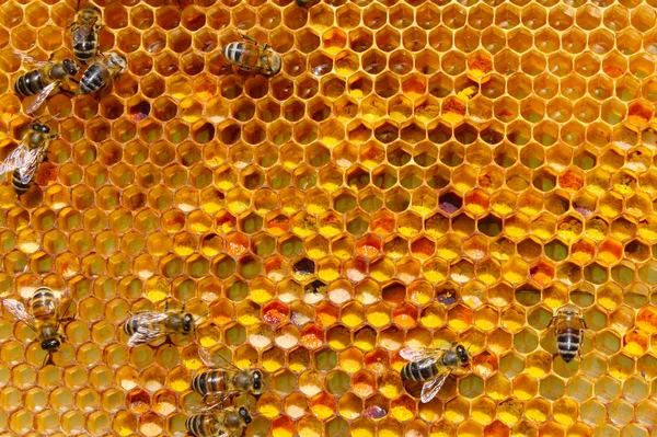 Pollen in combs Stock Image